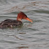 Harle huppé (Mergus serrator) femelle