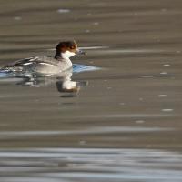 Harle piette (Mergus albellus) femelle
