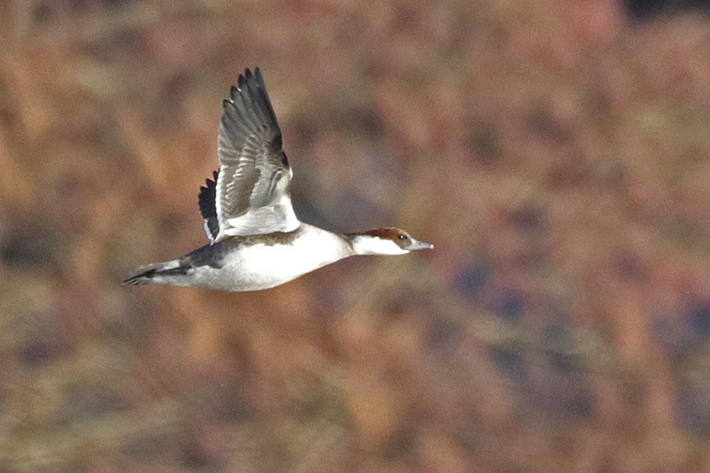 Harle piette (Mergus albellus) femelle.