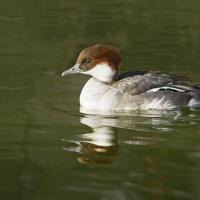 Harle piette  (Mergus albellus)