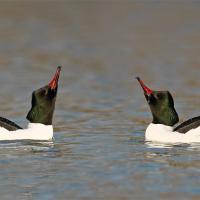 Harle bièvre  (Mergus merganser) mâle