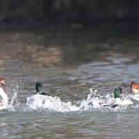 Harle bièvre  (Mergus merganser)