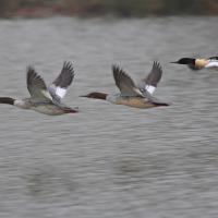 Harle bièvre  (Mergus merganser)