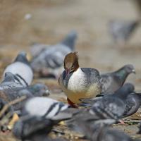 Harle bièvre  (Mergus merganser) femelle