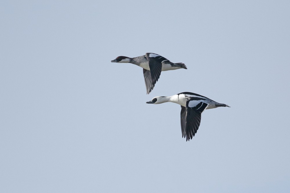Harles piettes (Mergus albellus) couple en vol mâle dessous .