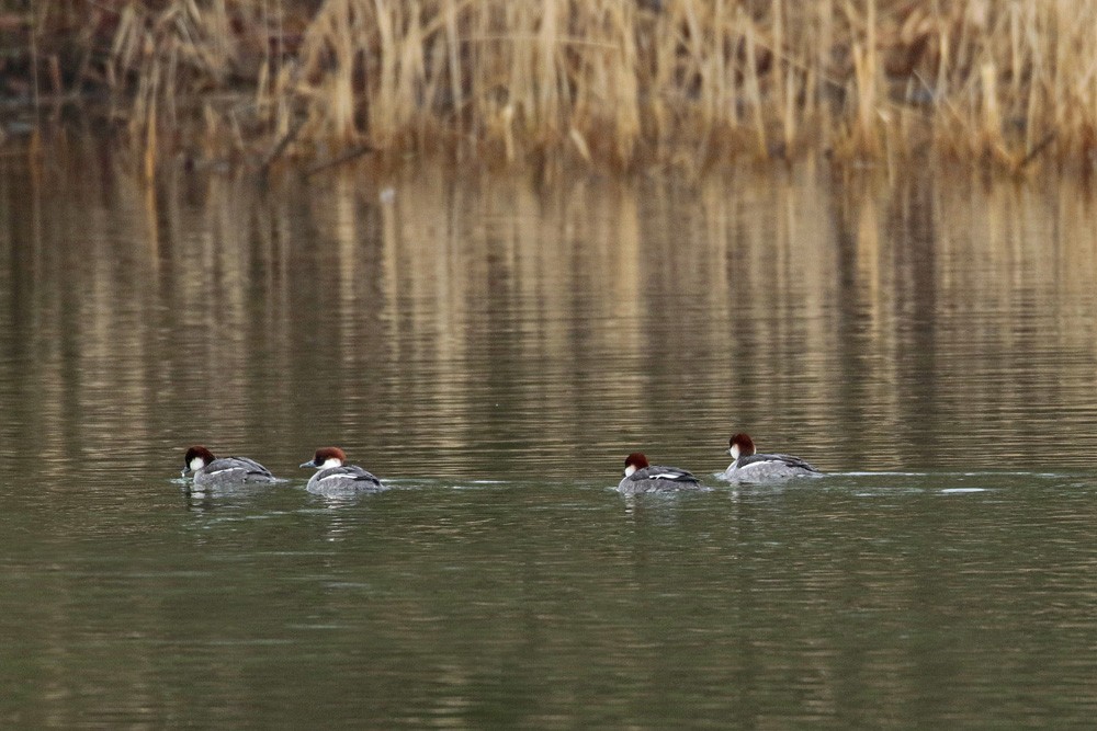 Harles piettes (Mergus albellus) femelles.