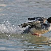 Harle bièvre  (Mergus merganser) femelle