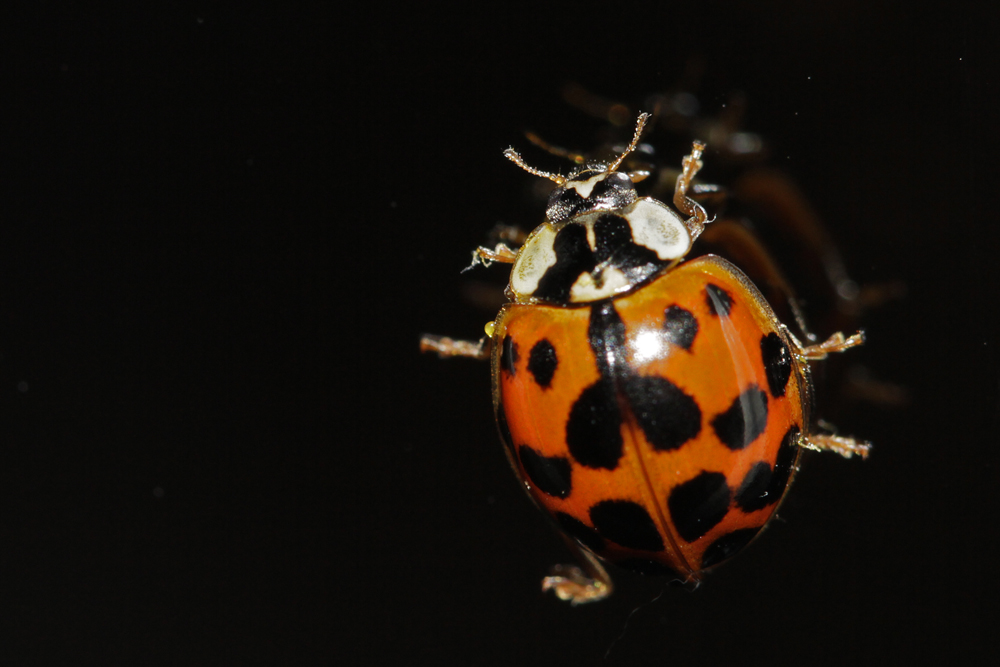 Coccinelle asiatique (Harmonia  axyridis)