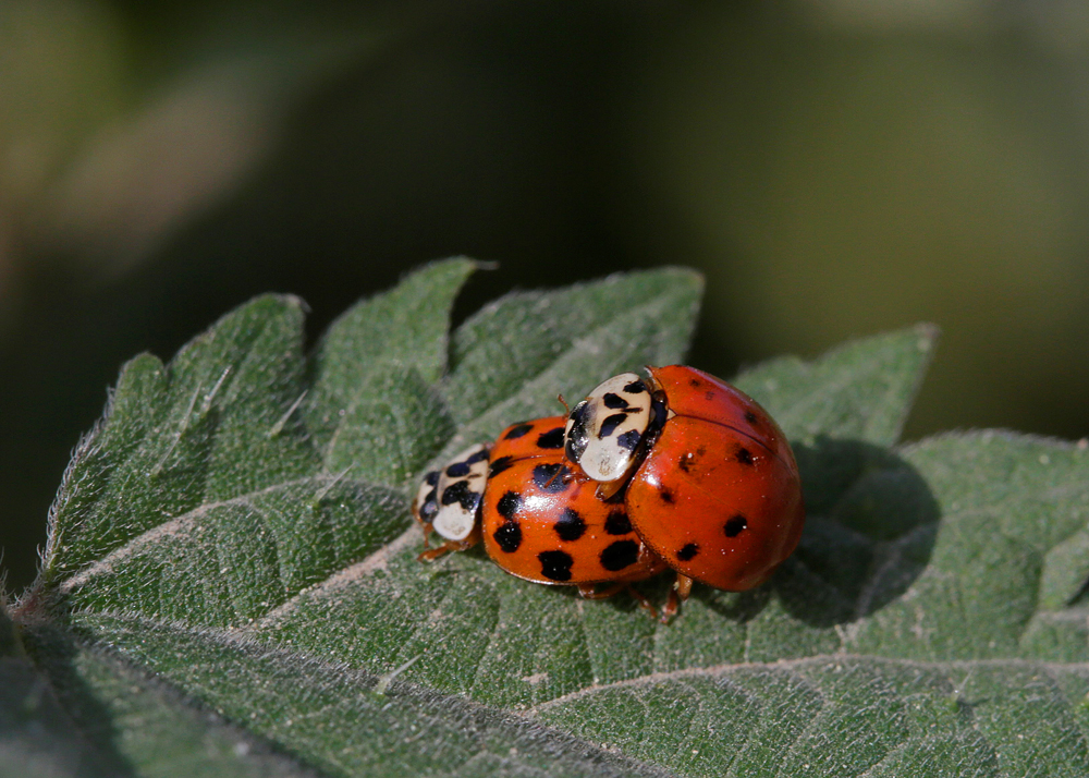 Coccinelle asiatique (Harmonia  axyridis)