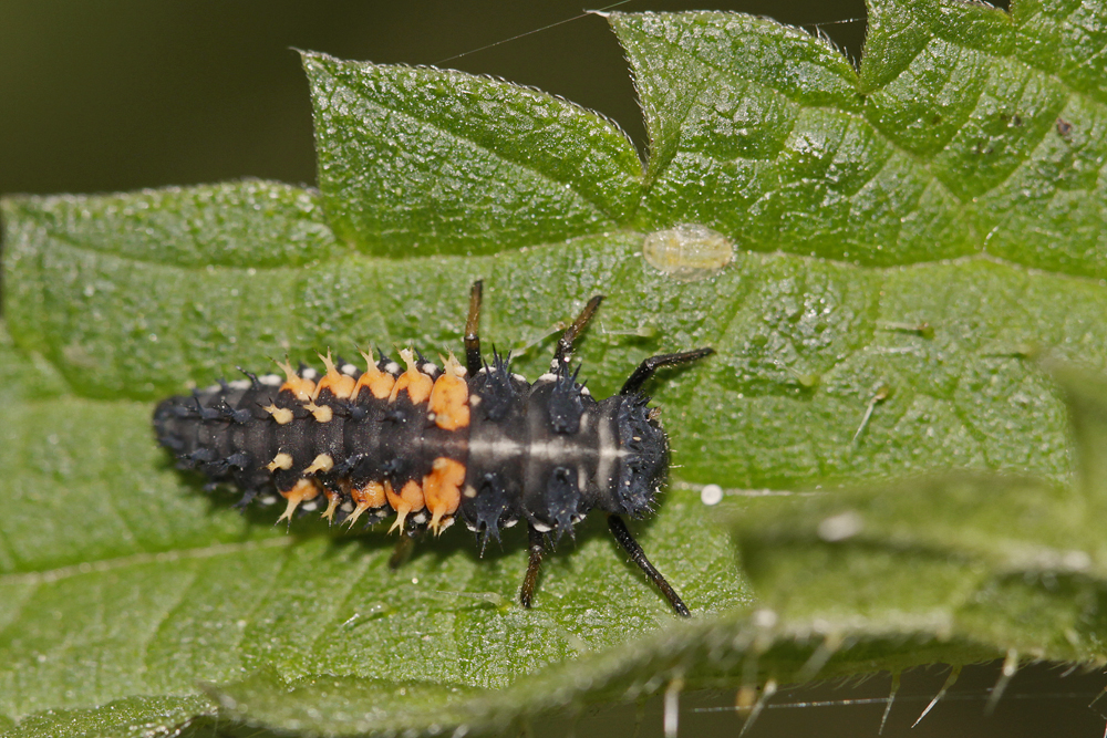 Coccinelle asiatique (Harmonia  axyridis) larve.