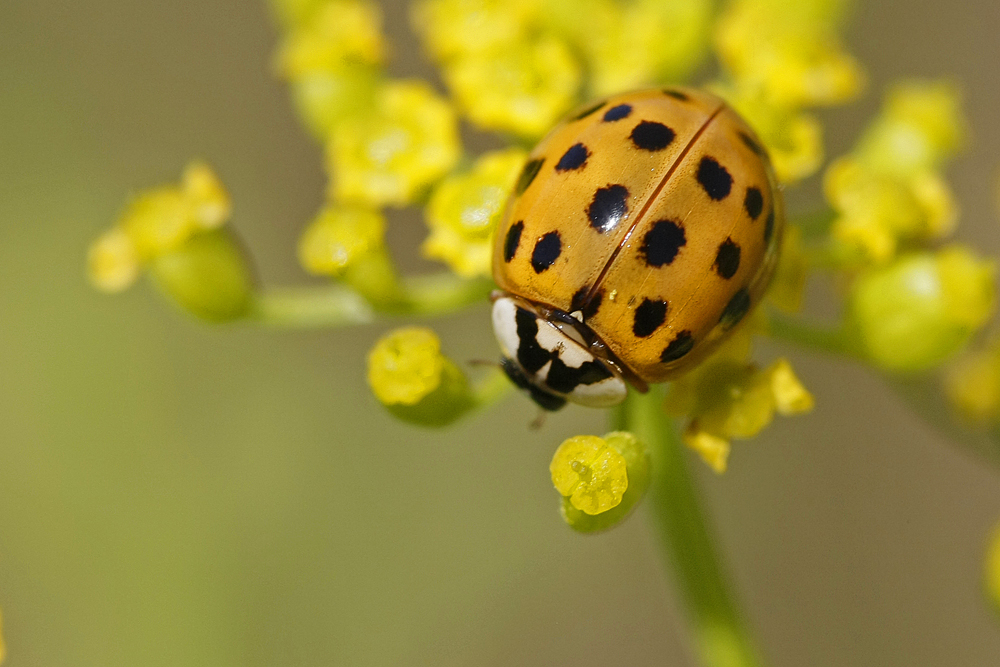 Coccinelle asiatique (Harmonia  axyridis)
