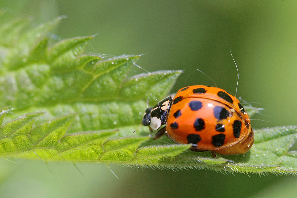 Coccinelle asiatique (Harmonia  axyridis)