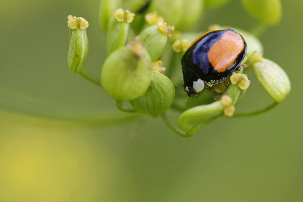 Coccinelle asiatique (Harmonia  axyridis) ssp intermedia.