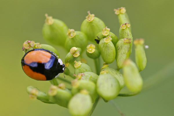 Coccinelle asiatique (Harmonia  axyridis) ssp intermedia.