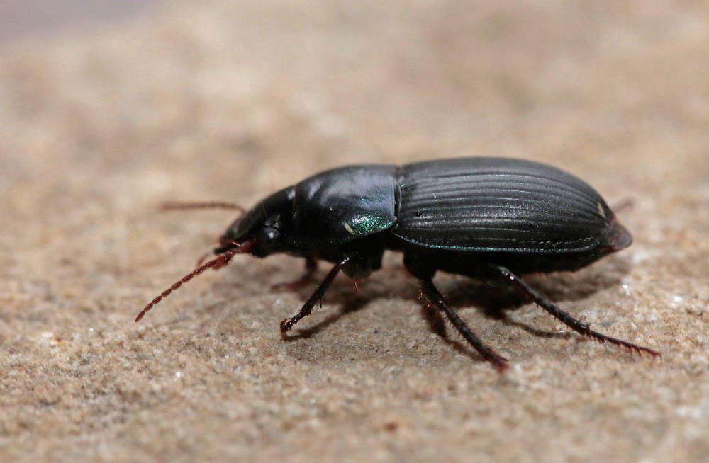 Carabe (Harpalus dimidiatus)