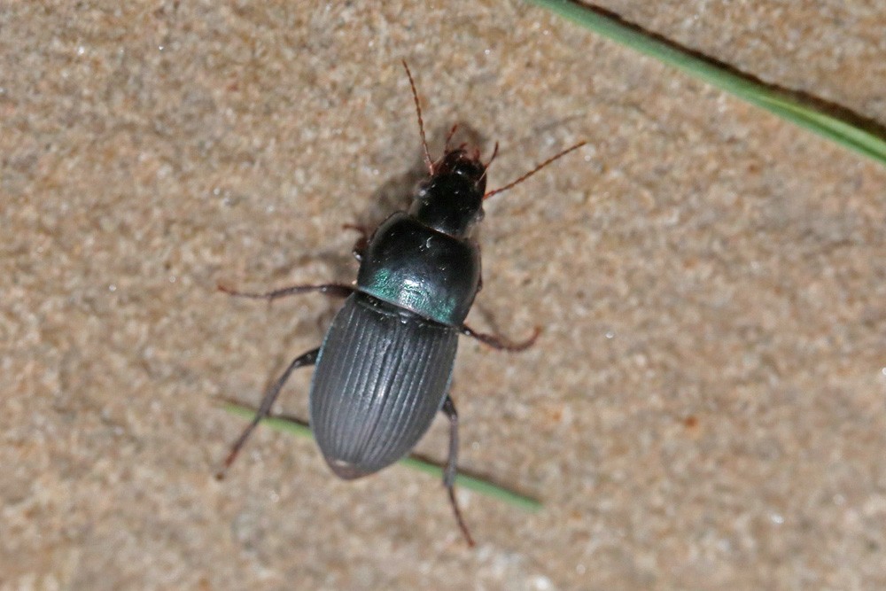 Carabe (Harpalus dimidiatus)