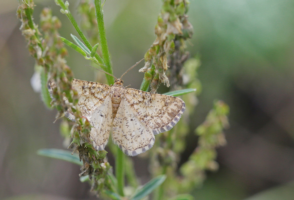 La Philobie alpestre (Heliomata glaeraria)