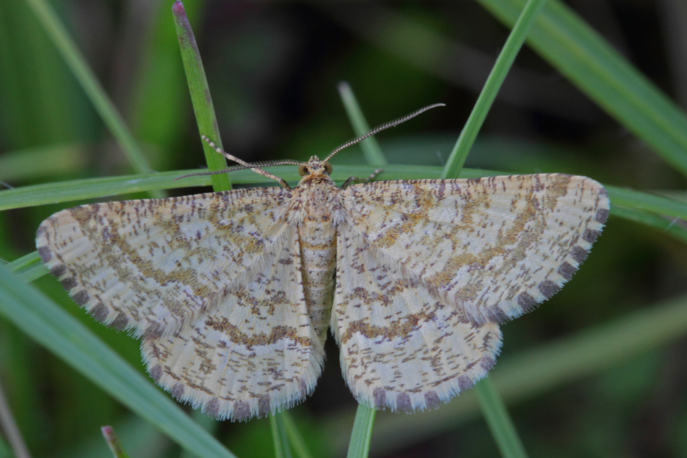 La Philobie alpestre (Heliomata glaeraria)