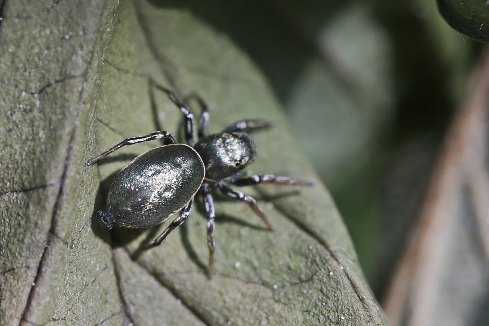 Saltique (Heliophanus auratus)
