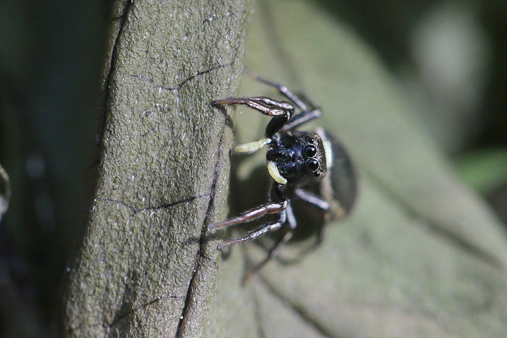 Saltique (Heliophanus auratus)