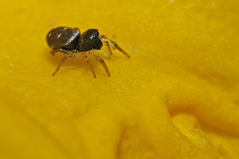 Saltique cuivrée  (Heliophanus cupreus)