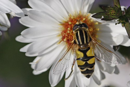 Hélophile à bandes grises. (Helophilus trivittatus)