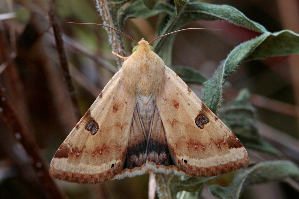 La Noctuelle peltigère (Heliothis peltigera)