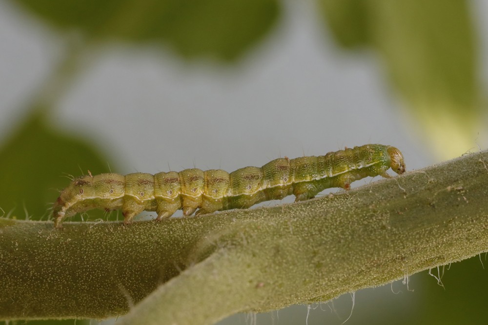 La Noctuelle de la tomate (Helivoverpa armigera)