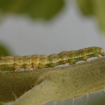 La Noctuelle de la tomate (Helivoverpa armigera)