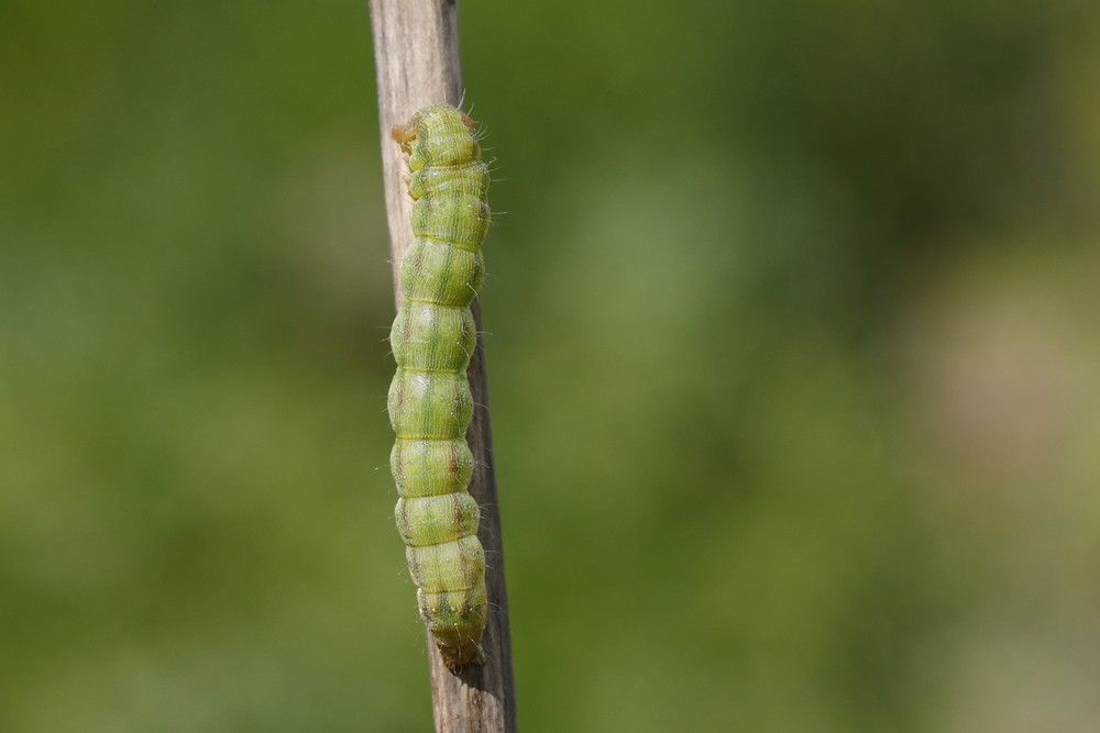 La Noctuelle de la tomate (Helivoverpa armigera)