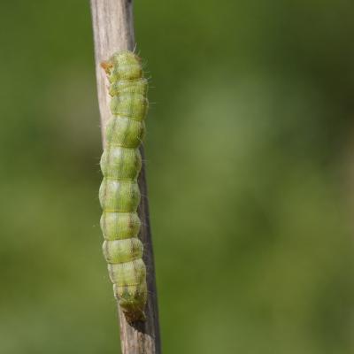 La Noctuelle de la tomate (Helivoverpa armigera)