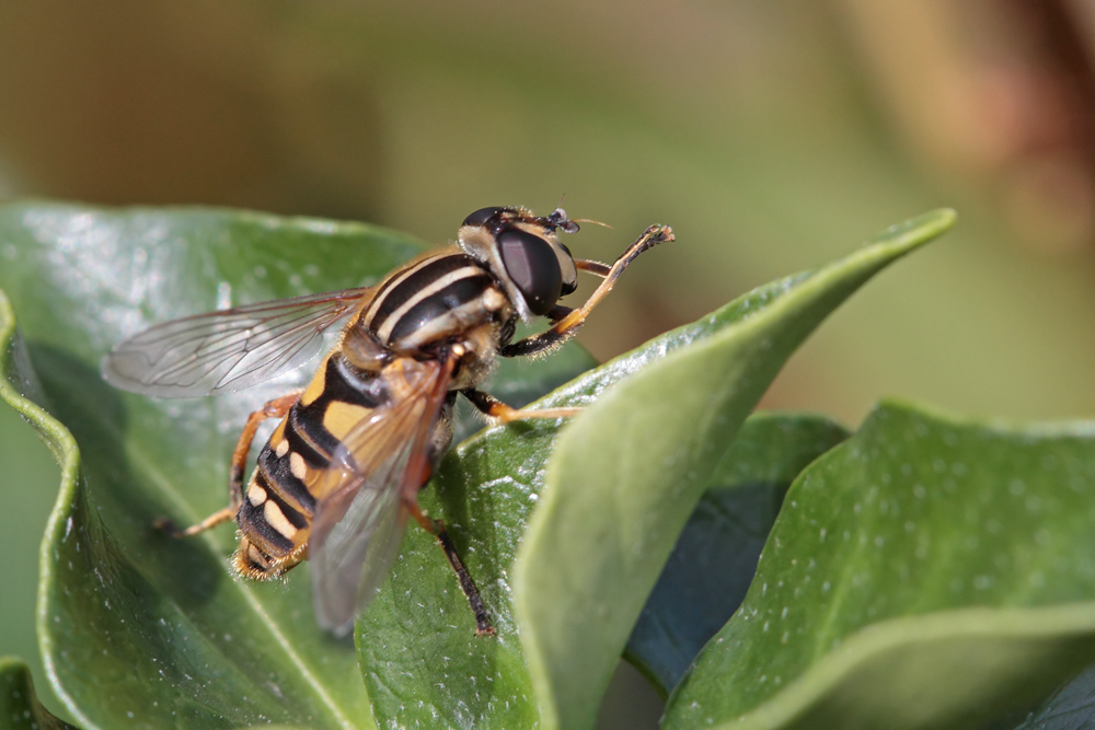 Hélophile suspendu (Helophillus pendulus)