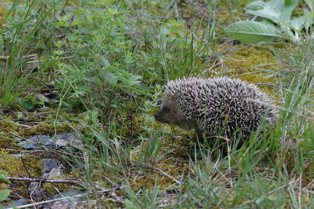 Hérisson d' Europe  (Erinaceus europaeus)