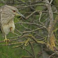 Bihoreau  gris (Nycticorax nycticorax) juvénile