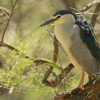 Bihoreau  gris (Nycticorax nycticorax) adulte.