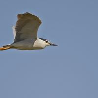Bihoreau  gris (Nycticorax nycticorax) adulte.