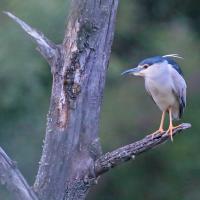 Bihoreau  gris (Nycticorax nycticorax) adulte.