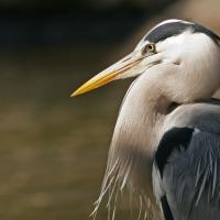 Héron cendré (Ardea cinerea)