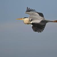 Héron cendré (Ardea cinerea)