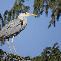 Héron cendré (Ardea cinerea)