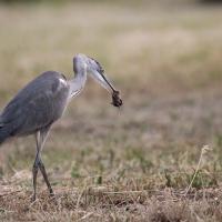 Héron cendré (Ardea cinerea)