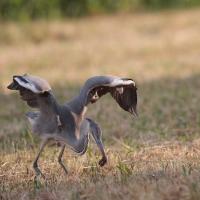 Héron cendré (Ardea cinerea)
