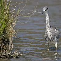 Héron cendré (Ardea cinerea)