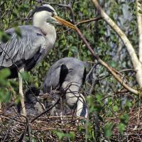 Héron cendré (Ardea cinerea)