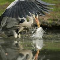 Héron cendré (Ardea cinerea)