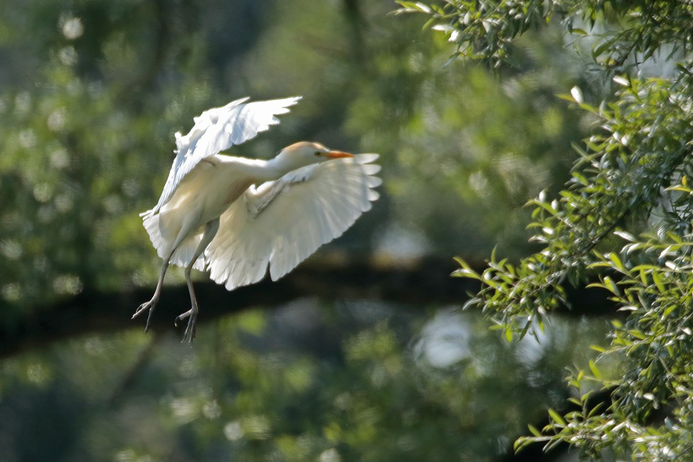 Héron garde boeuf (Bubulcus ibis)