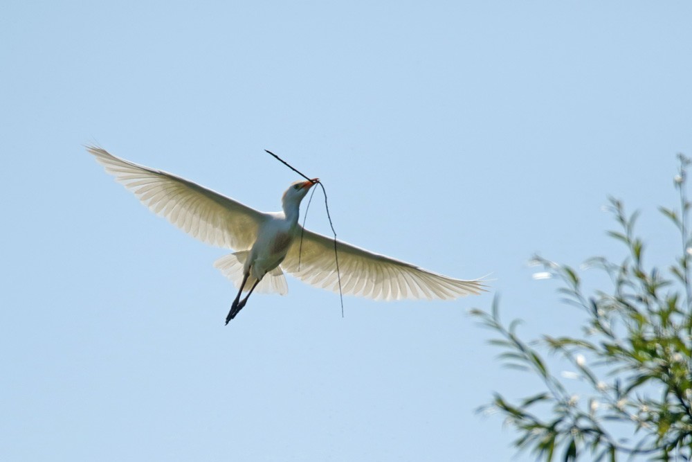 Héron garde boeuf (Bubulcus ibis)