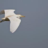 Héron gardeboeuf (Bubulcus ibis)