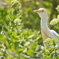 Héron gardeboeuf (Bubulcus ibis)