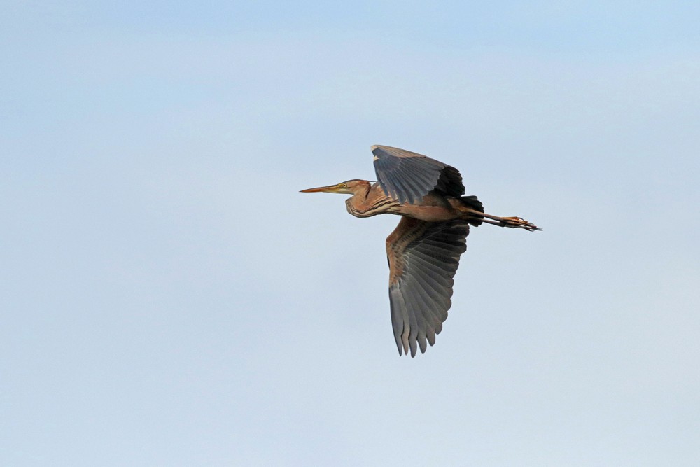 Heron pourpre (Ardea purpurea)